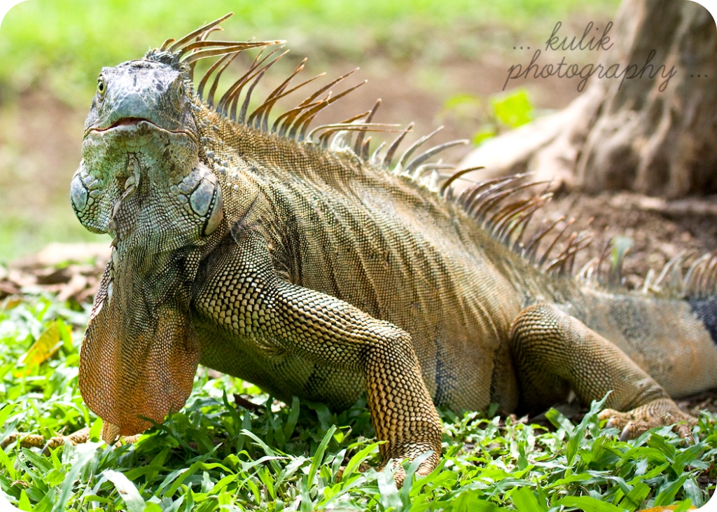 Costa Rica | Iguana | Kulik Photography | SW Florida Photographer