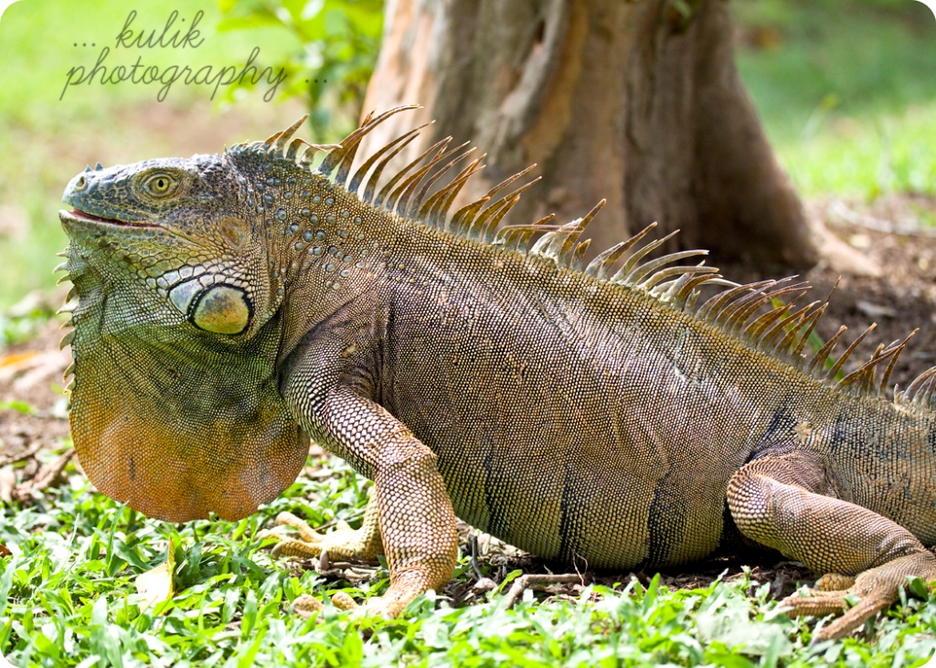 Costa Rica | Iguana | Kulik Photography | SW Florida Photographer