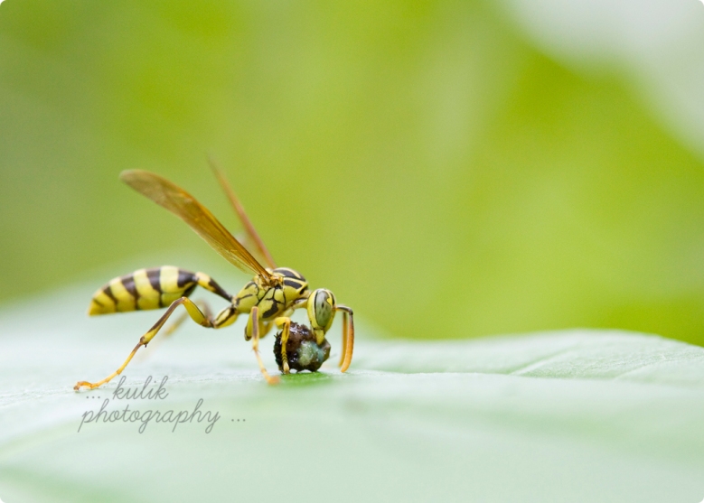 Insect | Costa Rica | Kulik Photography